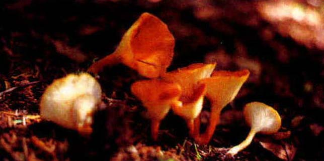 Clitocybe sinopica (Fr.) Gill.